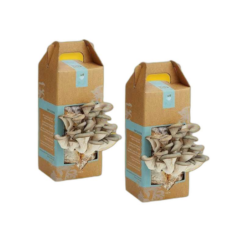 Custom Mushroom Boxes